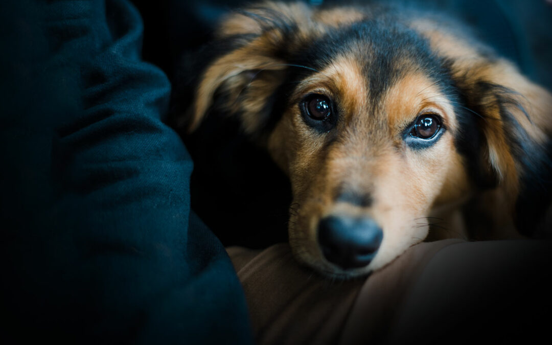 An Open Invitation from SPQ’s Editor to Discuss Your Research at the APA Convention