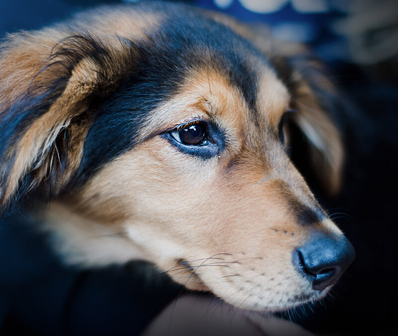 APA 125th Anniversary Talk by Dorothy Espelage on Bullying