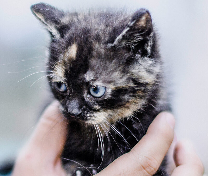 Assistant/Associate/Full Professor – Rutgers University