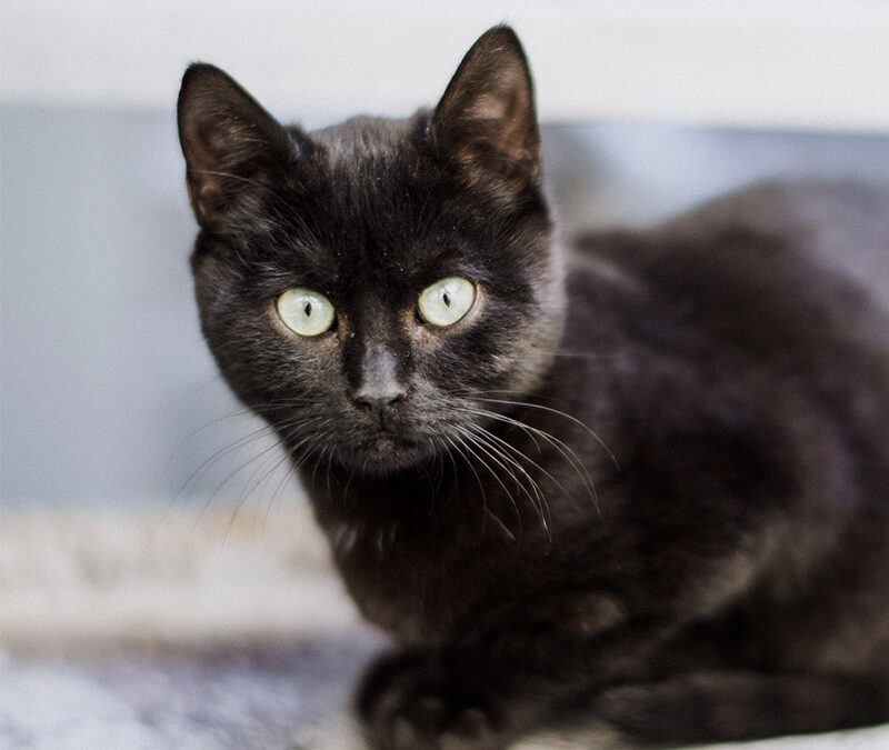 APA Science Directorate Student Awards